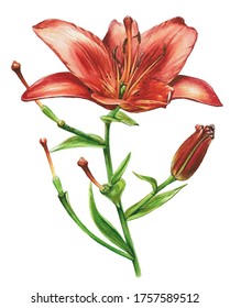 Red Lily Flower Isolated On White Stock Illustration 1757589512 ...