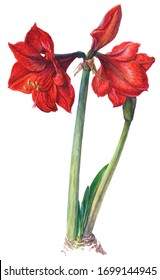 Red Lion Hippeastrum on white, botanical watercolor