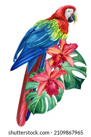 Red Macaw Parrot, Palm Leaves And Tropical Flowers Orchid, Watercolor Botanical Illustration