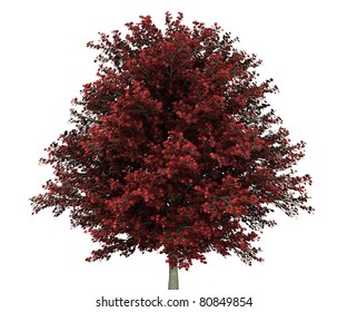 Red Maple Tree Isolated On White Background
