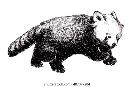 Red panda  Realistick hand drawn  Ailurus fulgens  Black   white graphic 
