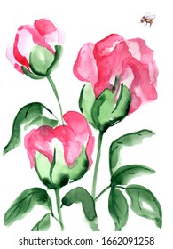 Red Peony Flowers and bumblebee Watercolor Illustration