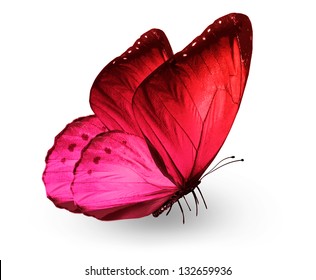 Red pink butterfly , isolated on white