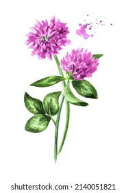 Red pink field clover flowers.  Hand drawn watercolor illustration isolated on white   background