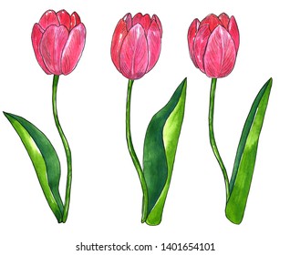 Watercolor Illustration Botanical Art Fresh Spring Stock Illustration ...