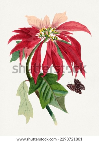 Red Poinsettia flower and a little flower.