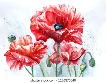 Red Poppies Watercolor Illustration Stock Illustration 1186375549 ...