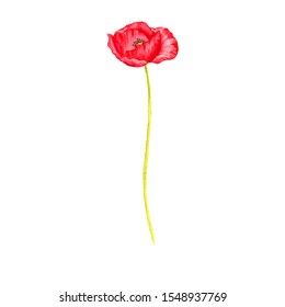 Red Poppies Pencil Drawing High Res Stock Images Shutterstock