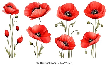 Red poppy flower set watercolor illustration isolated on white background. Floral design for decor or holiday wedding, birthday concept greetings cards template - Powered by Shutterstock