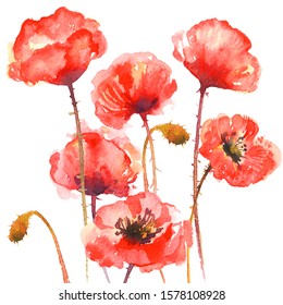 Red Poppy Flower Watercolor Hand Drawn Stock Illustration 1578108928 ...