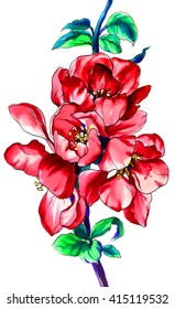 Red quince flower in blossom. Hand drawn decorative watercolor tropical flowers on branch isolated on white background. Botanical illustration for wedding printings, card, invitation. Japanese style.