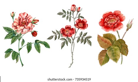 Red rose flower. Isolated on white background. Botanical illustration. watercolor