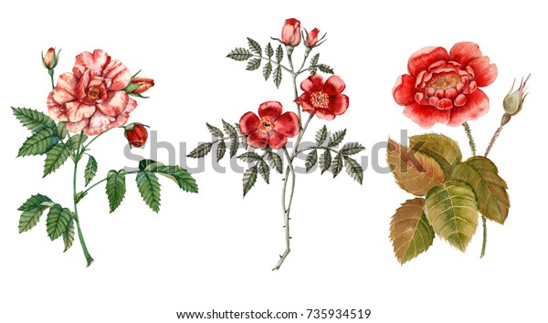 赤いバラの花 白い背景に 植物イラスト 水色 のイラスト素材