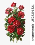 Red rose, vintage flower illustration. Red Valentines rose flower bouquet. Vintage rose bouquet art drawing illustration, old red flower floral botanical painting art print background.