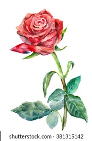 Red Rose, Watercolor