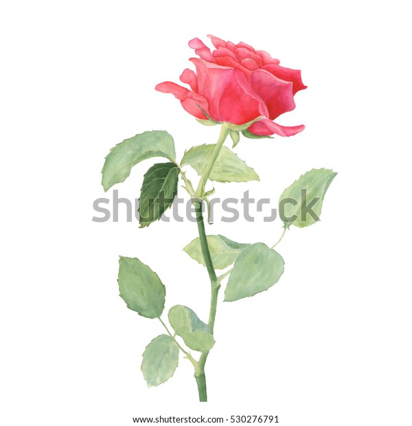 Red Rose Watercolor Handmade Stock Illustration 530276791