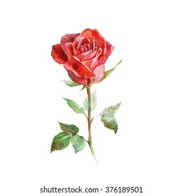 Red Rose. Watercolor Illustration.