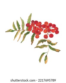 Red Rowanberry Hand Painted Gouache Illustration. Autumn Clipart. Fall Seasonal Decor. Food, Recipe, Cooking Book Graphic Elements