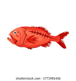 Red Sea Perch. Orange Roughy. Can Be Used For Topics Like Deep Sea Fish, Fishing, Seafood