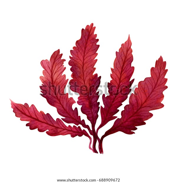 白い背景に赤い海藻 コンブ 海の藻 水彩手描きのエレメント 水彩赤海藻イラストデザイン 切り取り線付き のイラスト素材