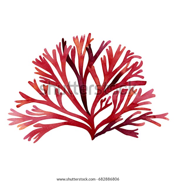 白い背景に赤い海藻 コンブ 藻 海のサンゴ 水彩手描きのエレメント 水彩赤海藻イラストデザイン のイラスト素材