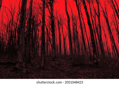 11,994 Scary red forest Images, Stock Photos & Vectors | Shutterstock