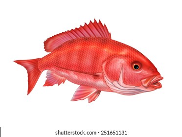 733 Red Snapper Fish Stock Illustrations, Images & Vectors 