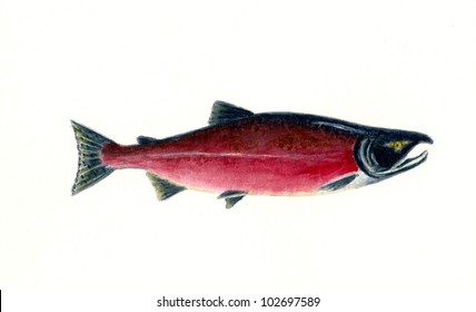 Red Sockeye Salmon