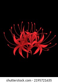 A Red Spider Lily With Black Backgorund