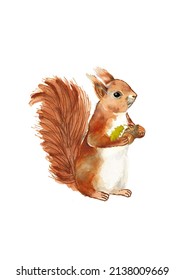 Red Squirrel With Acorn Water Color Illustration On White Background. Cute Wild Animals