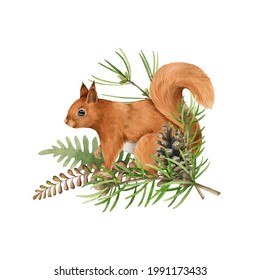 Red squirrel animal, pine branch firn. Watercolor hand drawn illustration. Funny rodent with fluffy fur winter christmas decor element. White background. Funny squirrel with pine winter decoration