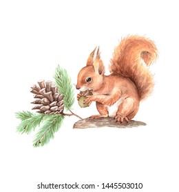 Red Squirrel On A Tree With A Branch And A Cone. Drawing Watercolor