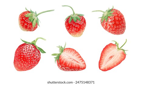 Red strawberry collection. Cut in half and whole. Hand drawn watercolor illustration. Delicious food art, fresh botanical realistic painting. Summer berry clipart for cafe menu, packaging, prints - Powered by Shutterstock