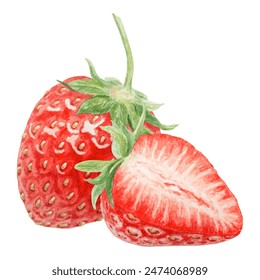 Red strawberry half, slice hand drawn watercolor illustration. Delicious food art, fresh botanical realistic painting. Summer berry clipart for cafe menu, packaging of farm goods, vegan products - Powered by Shutterstock