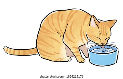 Red Tabby Cat Drinking Water With Water Bowl.