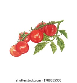 Red tomatoes on a branch with a leaf. Tomatoes on white background drawing pencil. Tomato isolated. 