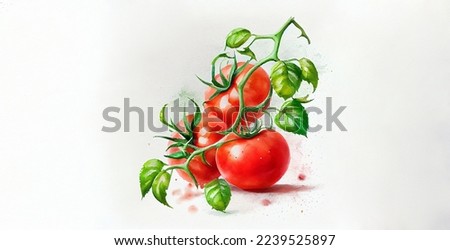 Red tomatoes. Watercolor on white paper background. Illustration of vegetables and greens 