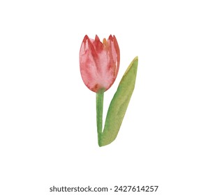 Red tulip, watercolor flower illustration, spring flower on white background, isolated design object, perfect for greeting cards, international Women's Day - Powered by Shutterstock