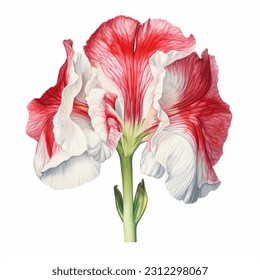 Amaryllis Rojo y blanco