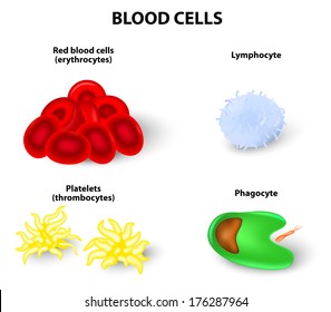 Red And White Blood Cell