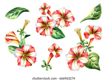 2,582 Petunia watercolor Images, Stock Photos & Vectors | Shutterstock