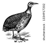 Red winged Tinamou is grey brown with blacker crown, vintage line drawing or engraving illustration.
