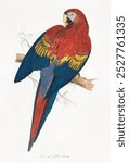 Red and Yellow Macaw (1832). Vintage Red and Yellow Macaw bird art illustration, Red and Yellow Macaw animal art, Red and Yellow Macaw bird art print.
