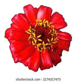 Red Zinnia Flower Yellow Pistil Stock Illustration 2174317473 ...