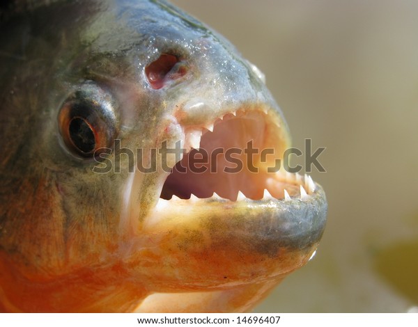 Redbellied Piranha Red Piranha Pygocentrus Nattereri Stock Illustration