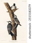 Red-Cockaded Woodpecker from Birds of America (1827) by John James Audubon, etched by William Home Lizars. 