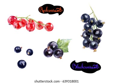 Redcurrant, Blackcurrant Set Illustration Isolated On White Background.