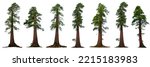 redwood tree, collection of Sequoia trees, 3d nature illustration