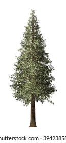 Redwood Tree Isolated On White Background.