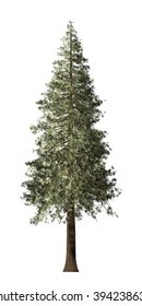 Redwood Tree Isolated On White Background.